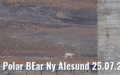 Polar BEar Ny Alesund 25.07.2024