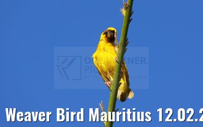 Weaver Bird Mauritius 12.02.2024