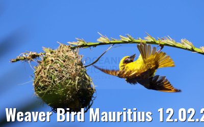 Weaver Bird Mauritius 12.02.2024