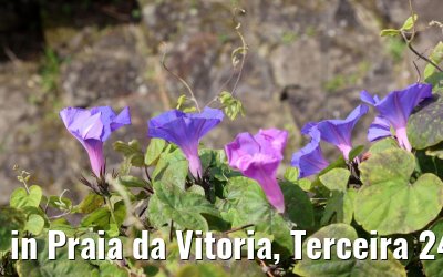 in Praia da Vitoria, Terceira 24.03.2022