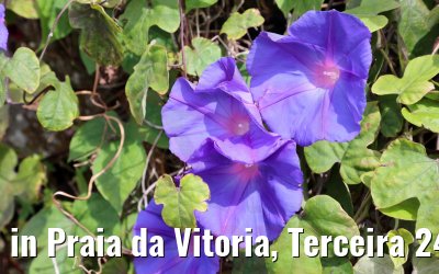 in Praia da Vitoria, Terceira 24.03.2022