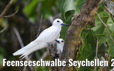 Feenseeschwalbe Seychellen 20.02.2024