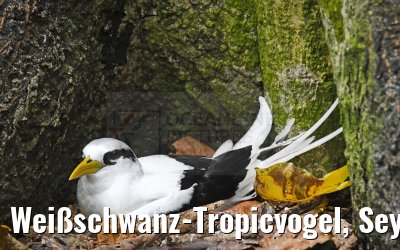 Weißschwanz-Tropicvogel, Seychelles 20.02.2024