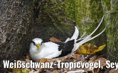 Weißschwanz-Tropicvogel, Seychelles 20.02.2024