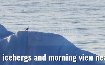 icebergs and morning view near Qeqertarsuaq, Greenland 06.08.2024