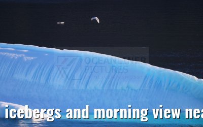 icebergs and morning view near Qeqertarsuaq, Greenland 06.08.2024