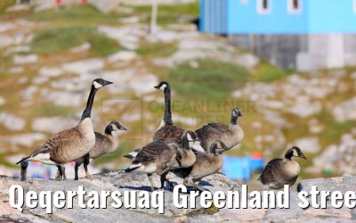 Qeqertarsuaq Greenland street and city impressions 06.08.2024