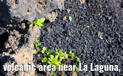 volcanic area near La Laguna, La Palma 23.02.2025