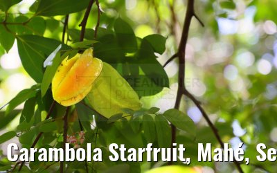 Carambola Starfruit, Mahé, Seychelles 19.02.2024