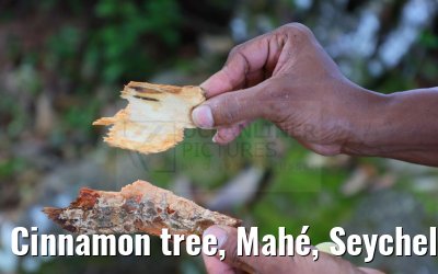 Cinnamon tree, Mahé, Seychelles 19.02.2024