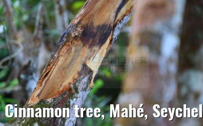 Cinnamon tree, Mahé, Seychelles 19.02.2024