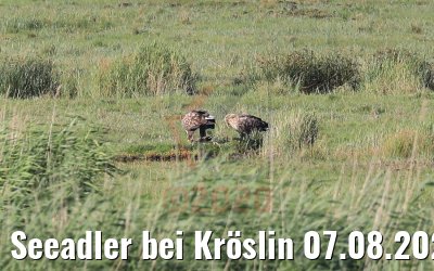 Seeadler bei Kröslin 07.08.2020