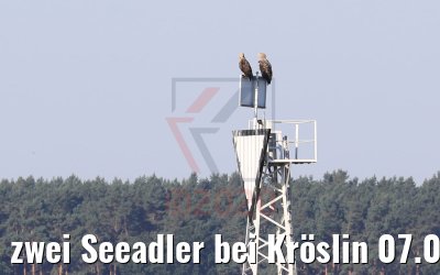 zwei Seeadler bei Kröslin 07.08.2020