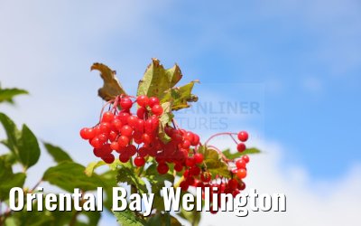 Oriental Bay Wellington