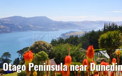 Otago Peninsula near Dunedin