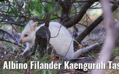 Albino Filander Kaenguruh Tasmanien 07.03.2023