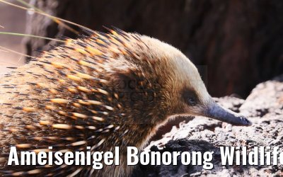 Ameisenigel Bonorong Wildlife Sanctuary Tasmania 07.03.2023