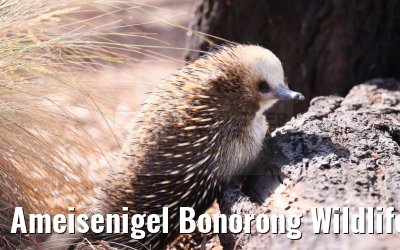 Ameisenigel Bonorong Wildlife Sanctuary Tasmania 07.03.2023