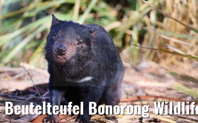 Beutelteufel Bonorong Wildlife Sanctuary Tasmania 07.03.2023