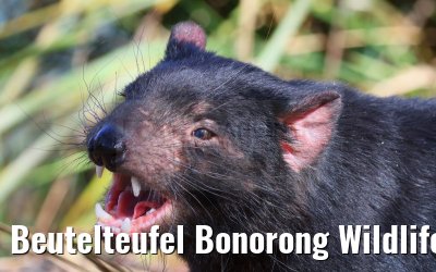Beutelteufel Bonorong Wildlife Sanctuary Tasmania 07.03.2023