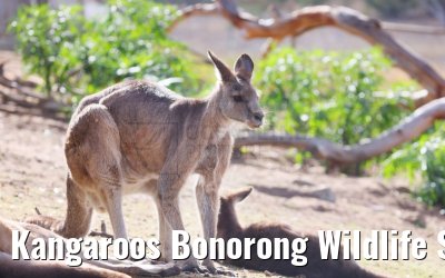 Kangaroos Bonorong Wildlife Sanctuary Tasmania 07.03.2023