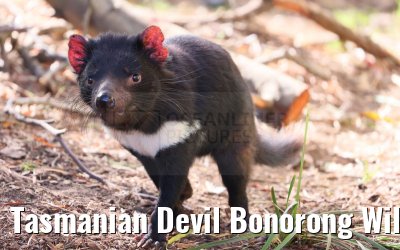 Tasmanian Devil Bonorong Wildlife Sanctuary Tasmania