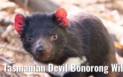 Tasmanian Devil Bonorong Wildlife Sanctuary Tasmania