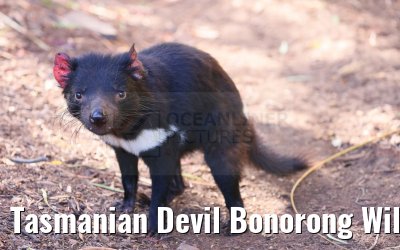 Tasmanian Devil Bonorong Wildlife Sanctuary Tasmania