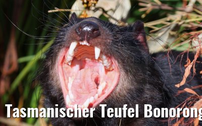 Tasmanischer Teufel Bonorong Wildlife Sanctuary Tasmania