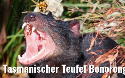 Tasmanischer Teufel Bonorong Wildlife Sanctuary Tasmania