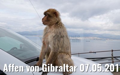 Affen von Gibraltar 07.05.2016
