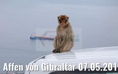 Affen von Gibraltar 07.05.2016