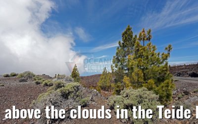 above the clouds in the Teide National Park 12.05.2016
