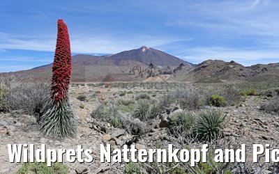 Wildprets Natternkopf and Pico del Teide 12.05.2016