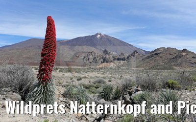 Wildprets Natternkopf and Pico del Teide 12.05.2016