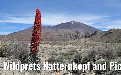 Wildprets Natternkopf and Pico del Teide 12.05.2016