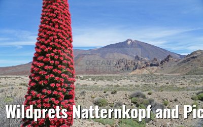 Wildprets Natternkopf and Pico del Teide 12.05.2016