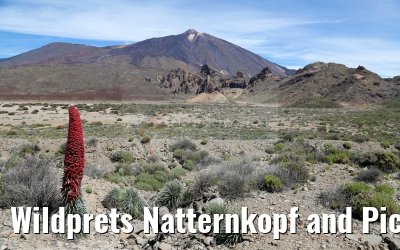 Wildprets Natternkopf and Pico del Teide 12.05.2016