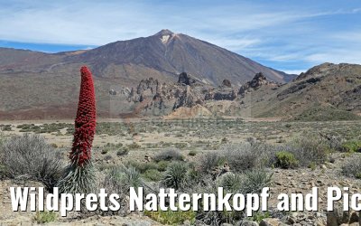 Wildprets Natternkopf and Pico del Teide 12.05.2016