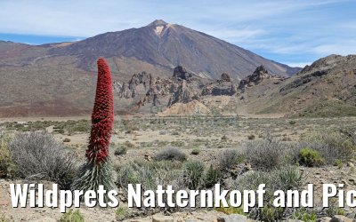 Wildprets Natternkopf and Pico del Teide 12.05.2016