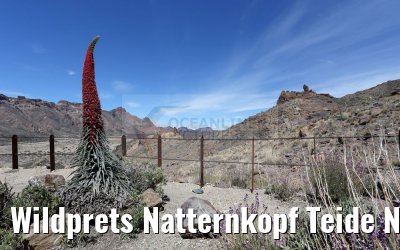 Wildprets Natternkopf Teide National Park 12.05.2016