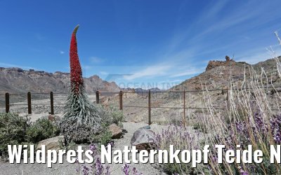 Wildprets Natternkopf Teide National Park 12.05.2016