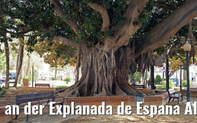 an der Explanada de Espana Alicante 25.05.2015