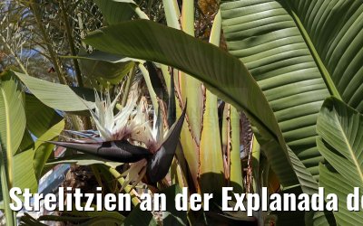 Strelitzien an der Explanada de Espana Alicante