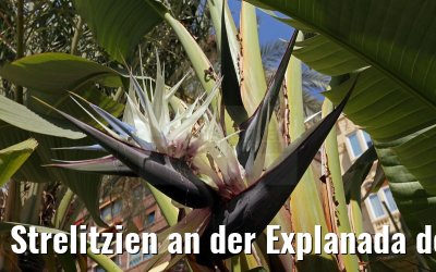 Strelitzien an der Explanada de Espana Alicante