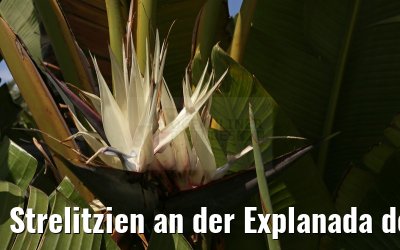 Strelitzien an der Explanada de Espana Alicante