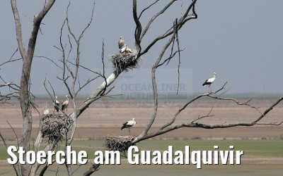 Stoerche am Guadalquivir