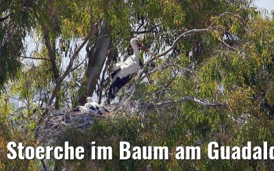 Stoerche im Baum am Guadalquivir