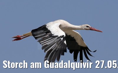 Storch am Guadalquivir 27.05.2015