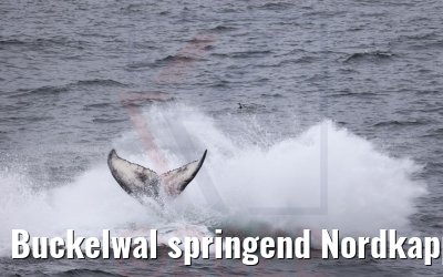 Buckelwal springend Nordkapp 22.06.2022